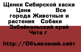 Щенки Сибирской хаски › Цена ­ 18 000 - Все города Животные и растения » Собаки   . Забайкальский край,Чита г.